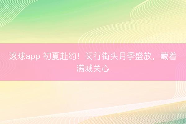 滚球app 初夏赴约！闵行街头月季盛放，藏着满城关心
