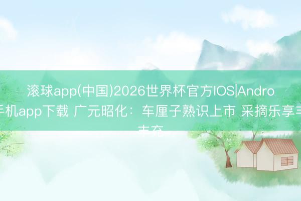 滚球app(中国)2026世界杯官方IOS|Android手机app下载 广元昭化：车厘子熟识上市 采摘乐享丰充