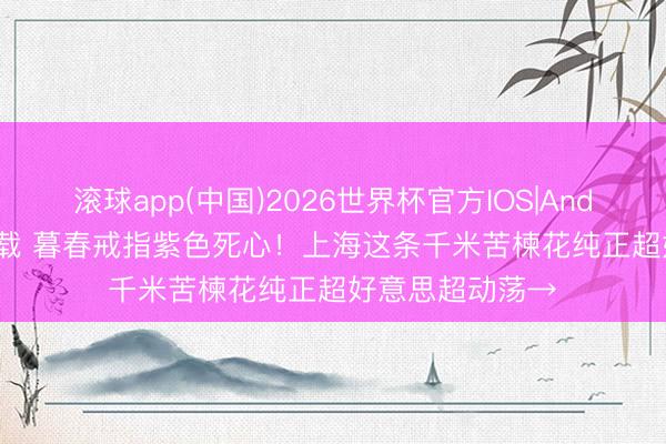 滚球app(中国)2026世界杯官方IOS|Android手机app下载 暮春戒指紫色死心！上海这条千米苦楝花纯正超好意思超动荡→