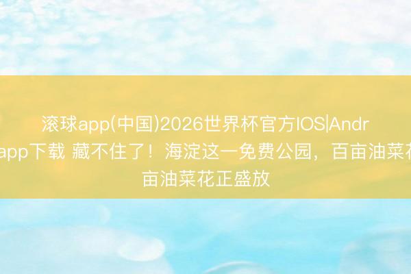 滚球app(中国)2026世界杯官方IOS|Android手机app下载 藏不住了！海淀这一免费公园，百亩油菜花正盛放